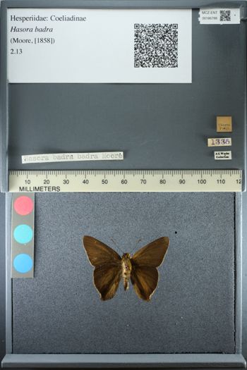 Media type: image;   Entomology 186788
